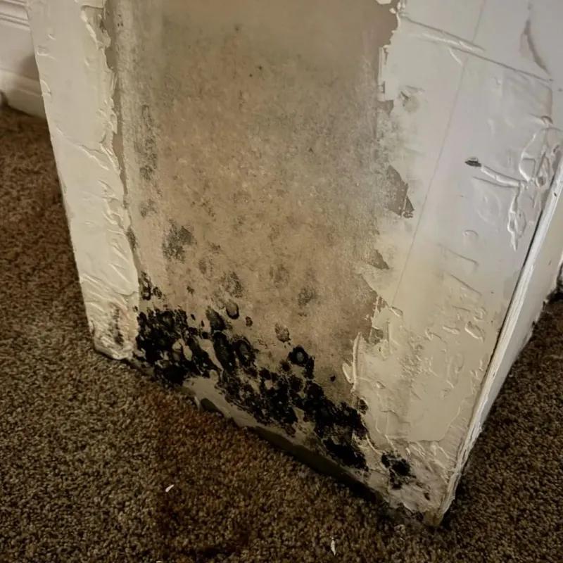 Professional Mold Removal in Nanty Glo, PA